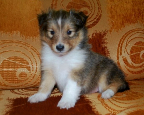 ROSAGOS