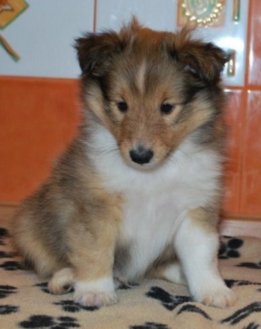 ROSAGOS