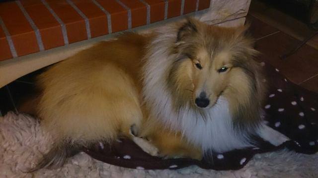 ROSAGOS