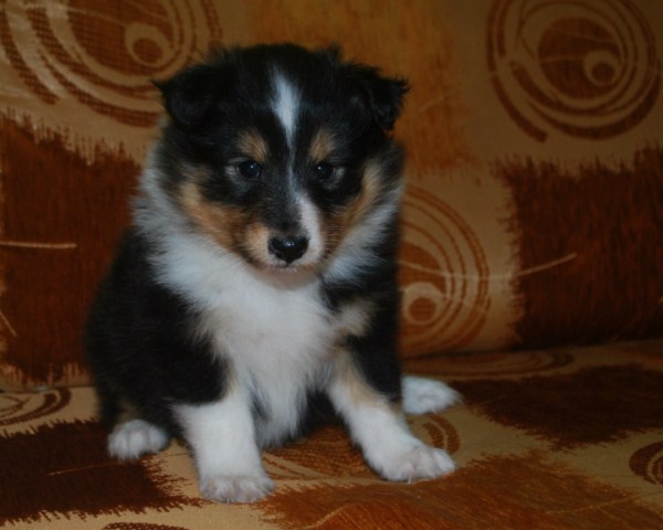 ROSAGOS