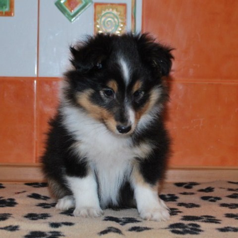 ROSAGOS