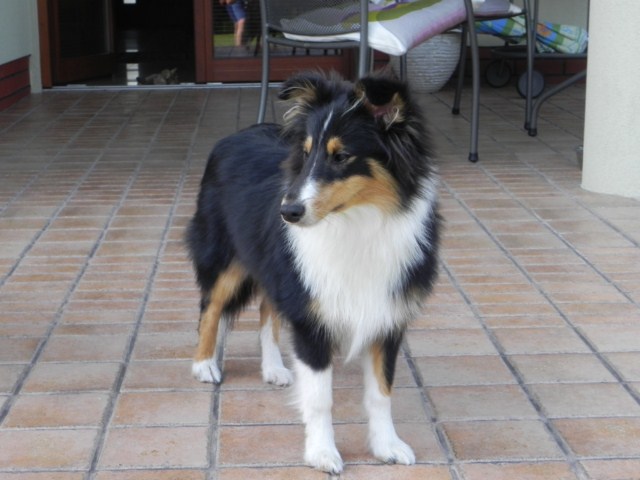 ROSAGOS