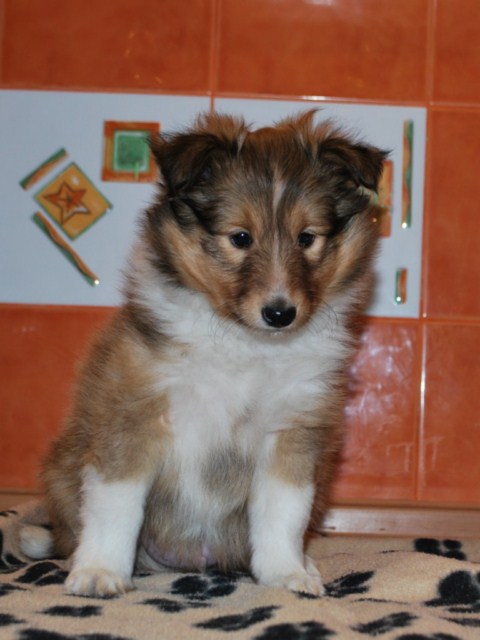 ROSAGOS