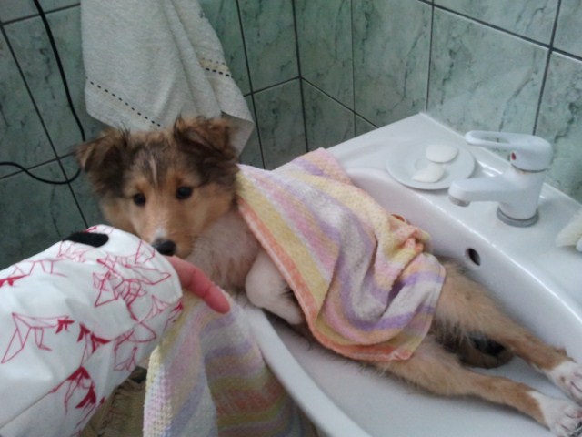 ROSAGOS