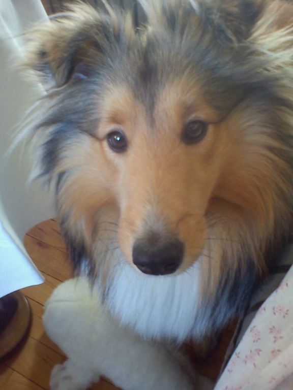 ROSAGOS