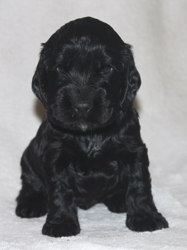 ROSAGOS