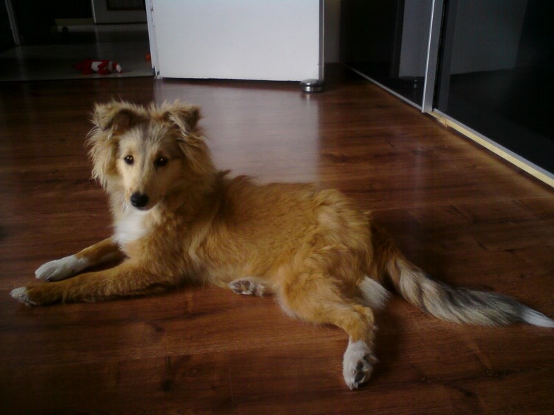 ROSAGOS