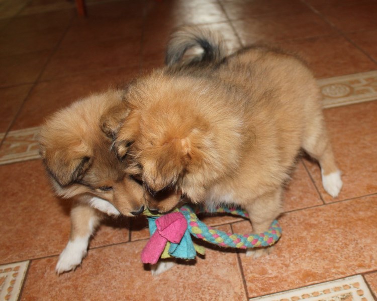 ROSAGOS