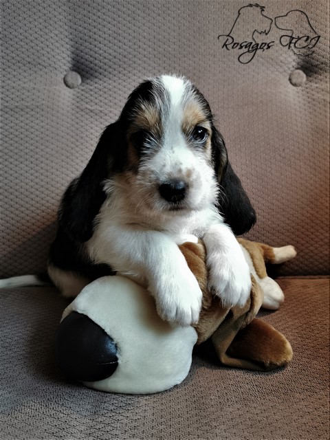 ROSAGOS