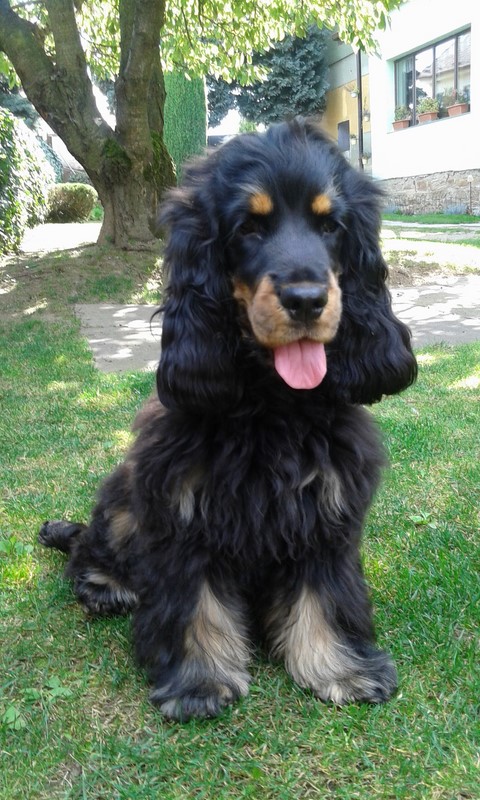 ROSAGOS
