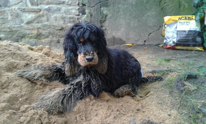 ROSAGOS