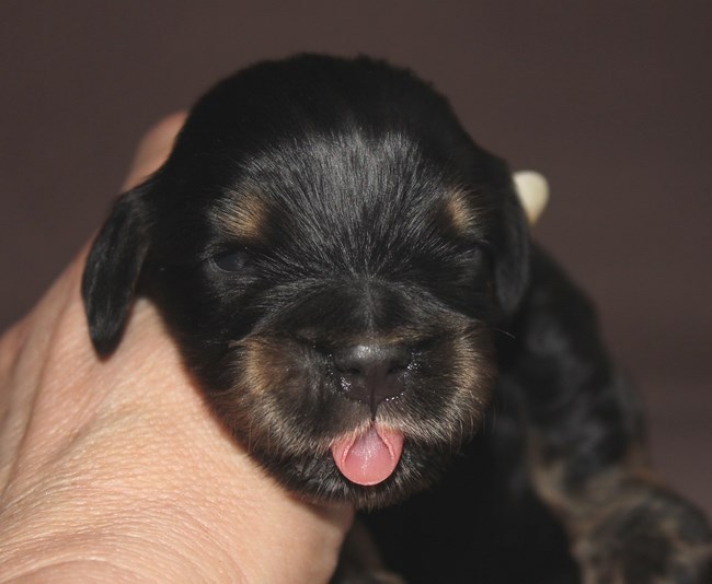 ROSAGOS