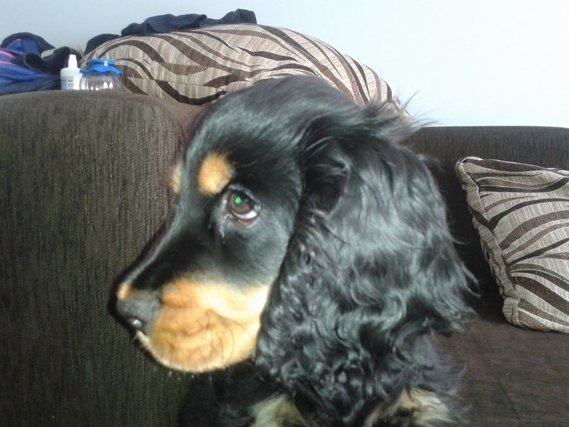 ROSAGOS