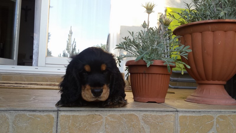 ROSAGOS