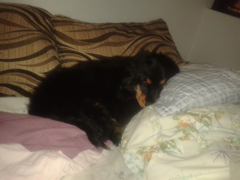ROSAGOS