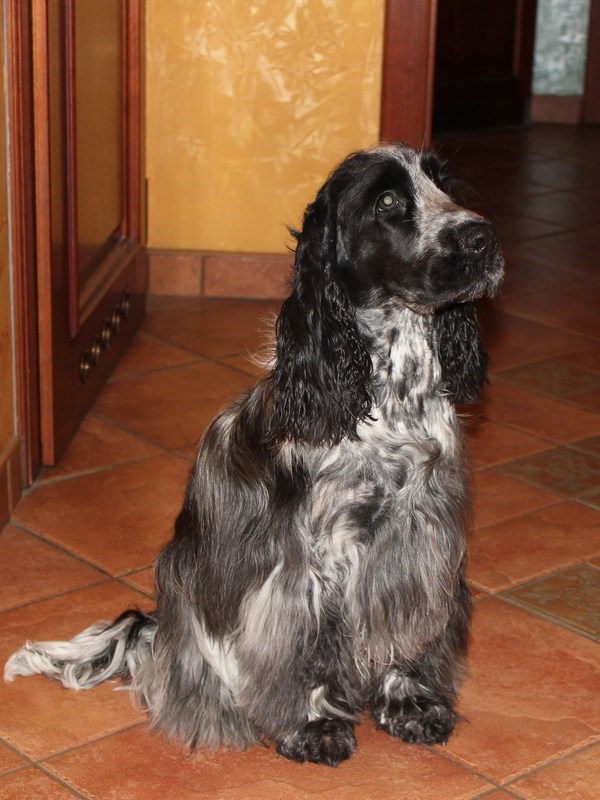 ROSAGOS