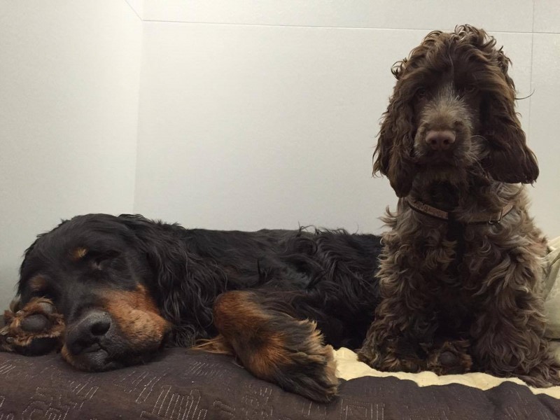 ROSAGOS