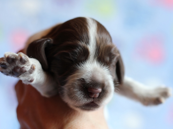ROSAGOS