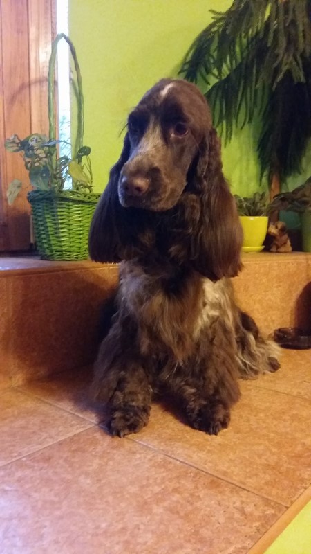 ROSAGOS