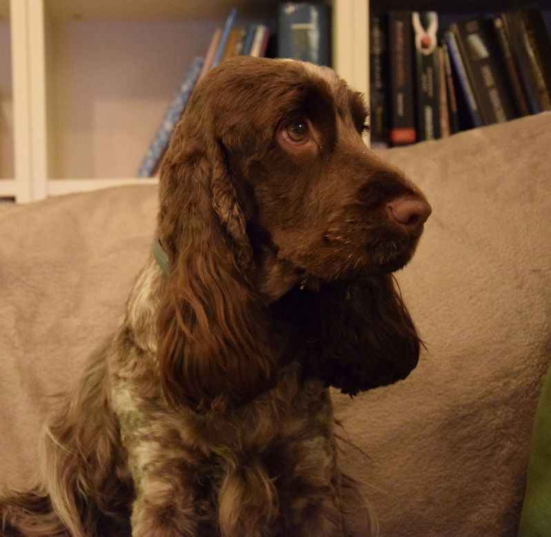 ROSAGOS