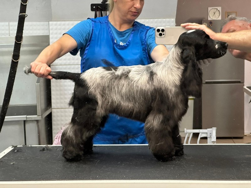 ROSAGOS