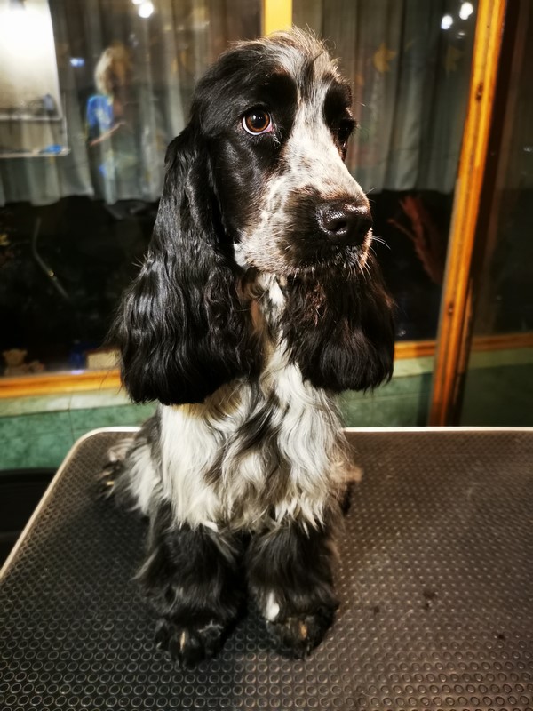 ROSAGOS