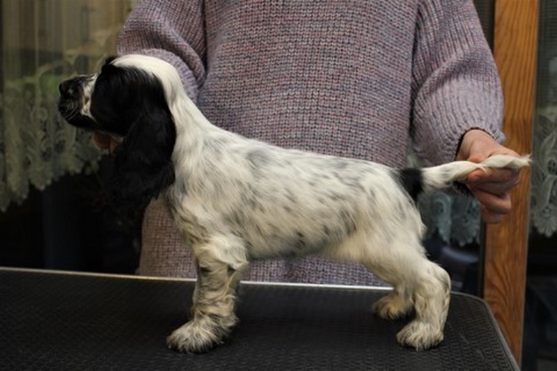 ROSAGOS