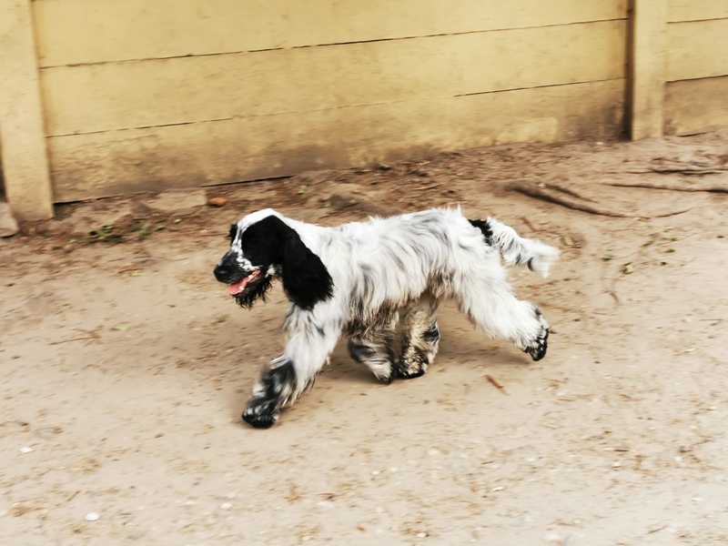 ROSAGOS