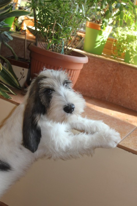 ROSAGOS