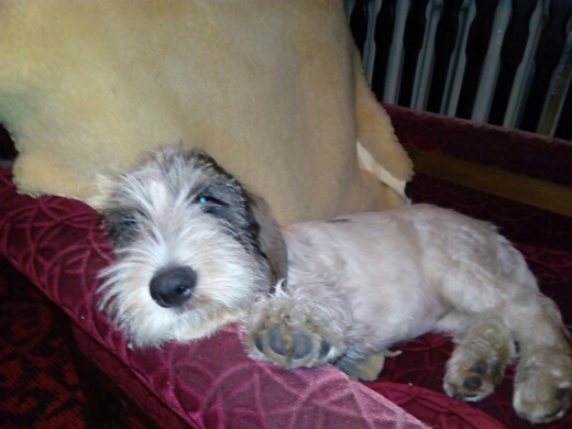 ROSAGOS