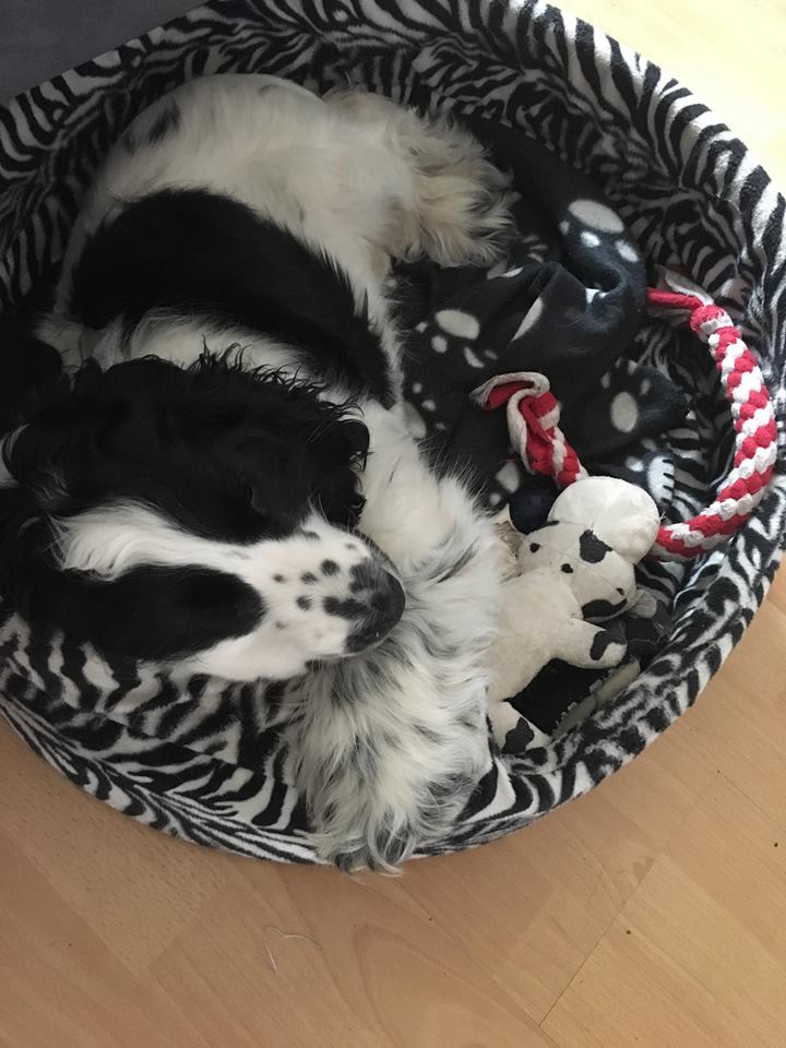 ROSAGOS
