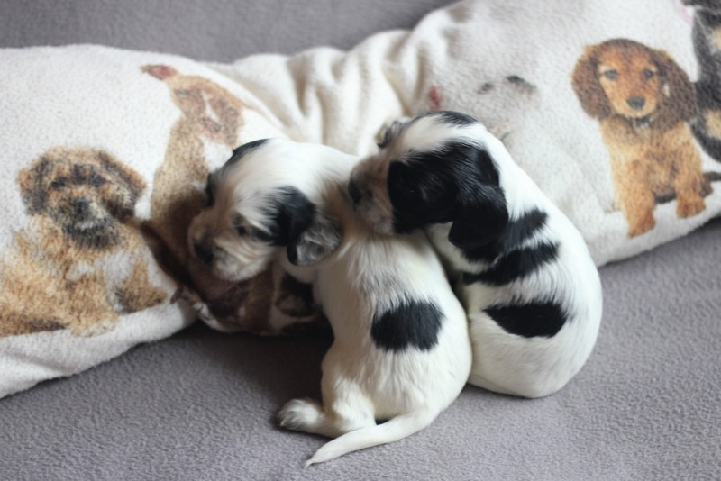 ROSAGOS