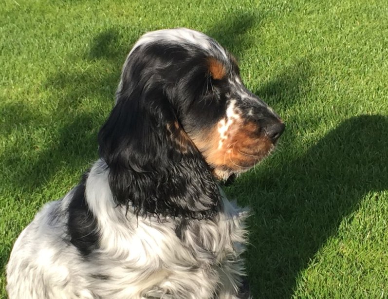 ROSAGOS