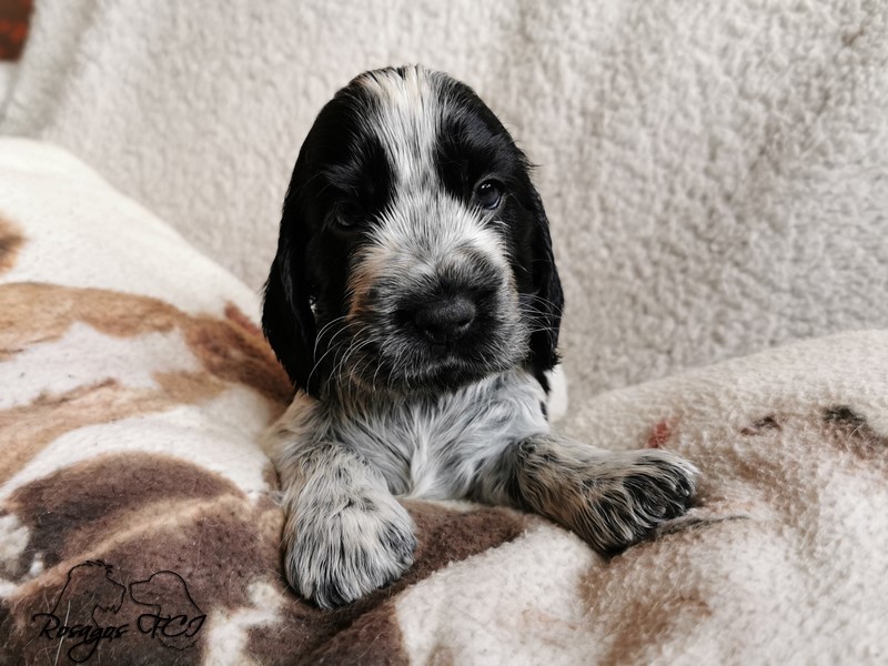 ROSAGOS