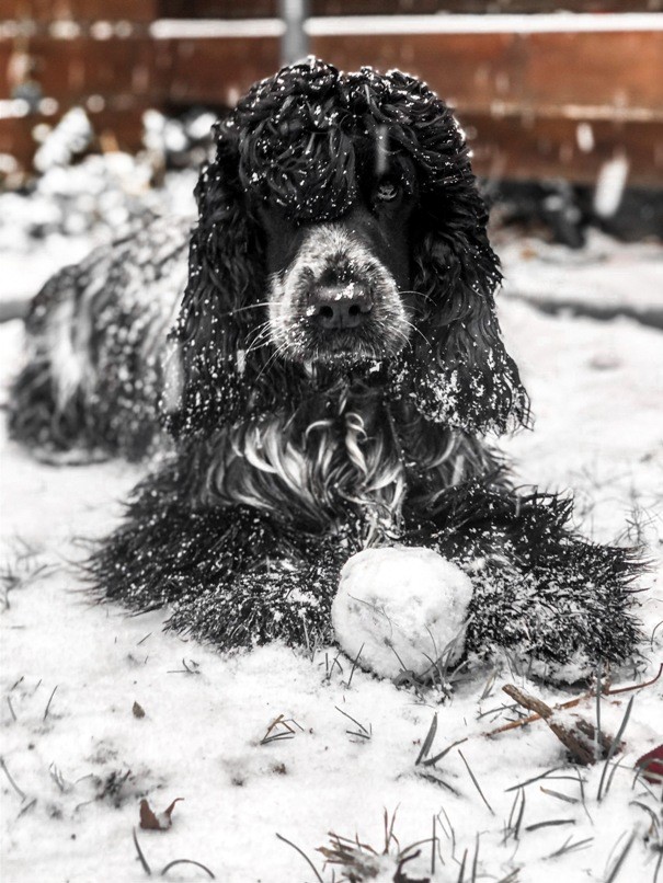 ROSAGOS