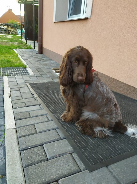 ROSAGOS